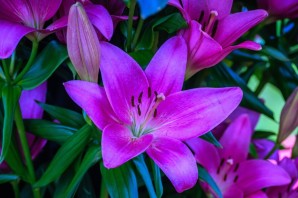 Лилия пурпл марбл