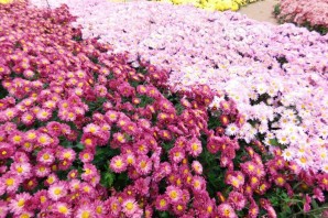 Парад хризантем в крыму