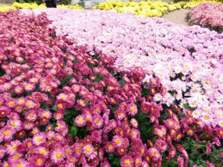 Парад хризантем в крыму