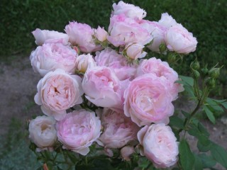 Роза имка марина