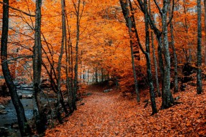 Красивая природа осень