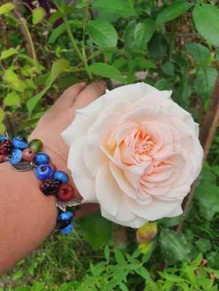 Роза принц жардиньер