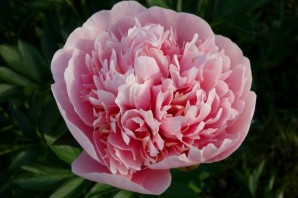 Пион мадам кало