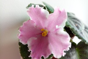 Ват пион фиалка