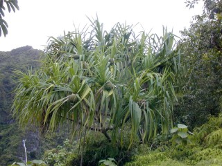 Кавказская пальма с вечнозелеными листьями