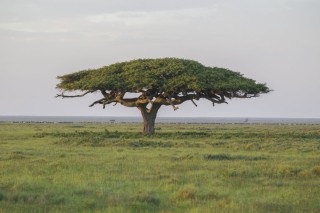 Большое дерево в африке