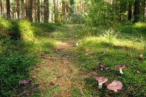 Рядовка в сосновом лесу