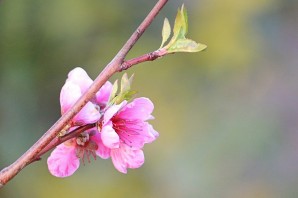 Цветущее персиковое дерево