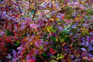 Куст с красными листьями осенью