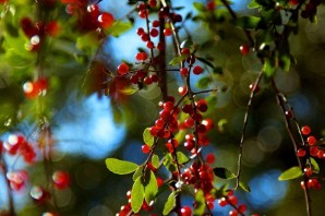 Красные ягоды на дереве осенью