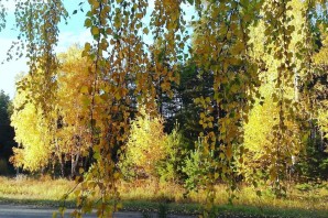Листья березы летом и осенью