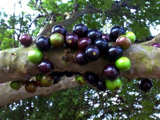 Дерево с черными плодами