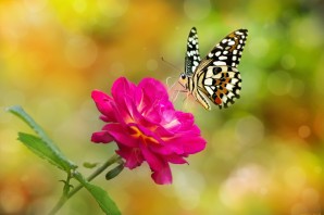 Розовые бабочки в природе