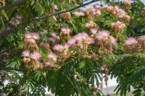 Дерево с розовыми пушистыми цветами