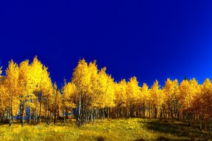 Желтый лес