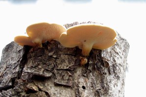 Желтый гриб на дереве