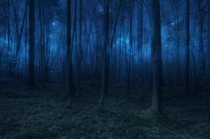 Обои ночной лес