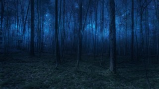 Обои ночной лес