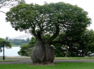 Спиртоносное дерево