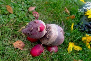 Поделка из свеклы в школу