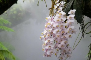 Орхидея чудо природы