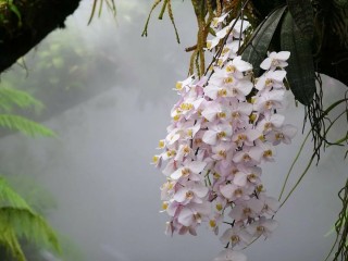 Орхидея чудо природы