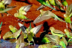 Волнистые попугаи в дикой природе
