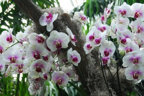 Орхидея в живой природе