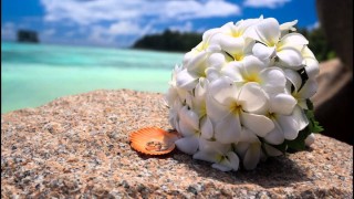Растения мальдивских островов