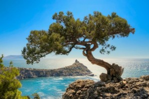 Деревья средиземноморья
