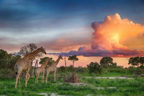 Природа и животный мир африки