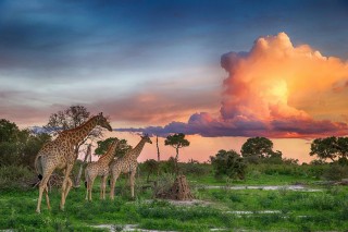 Природа и животный мир африки