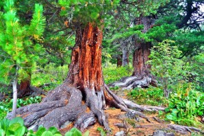 Алтайский кедр дерево