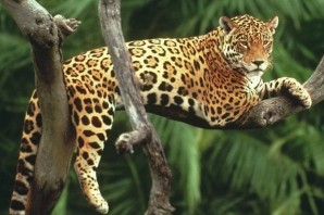 Фауна влажных экваториальных лесов южной америки