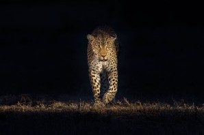 Леопард ночью