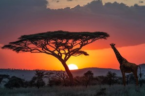 Охрана природы африки