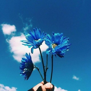 Ярко синие цветы