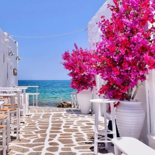 Северный кипр цветы