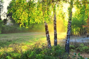 Березовый лес солнце