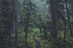 Тихий лес