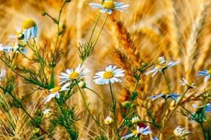 Августовские полевые цветы