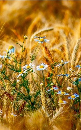 Августовские полевые цветы