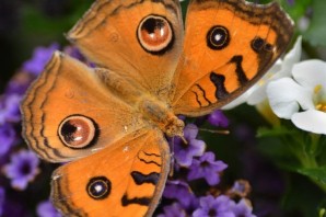 Бабочки чудо природы