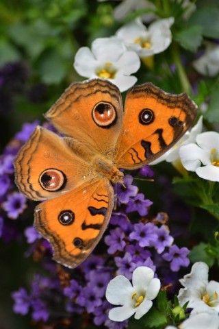 Бабочки чудо природы