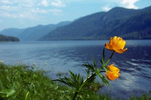 Телецкое озеро цветы
