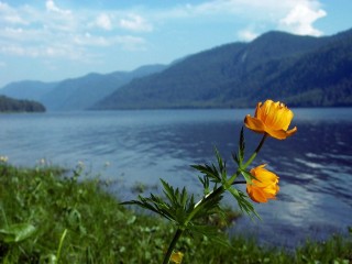 Телецкое озеро цветы
