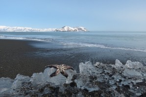 Природа восточно сибирского моря