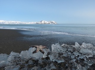 Природа восточно сибирского моря