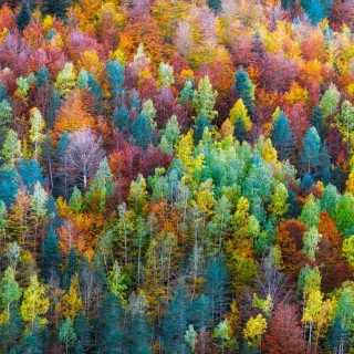 Разноцветный лес