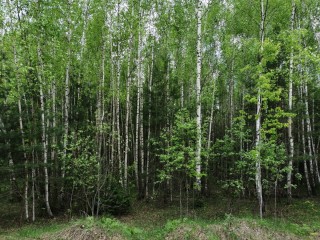 Сосново березовый лес